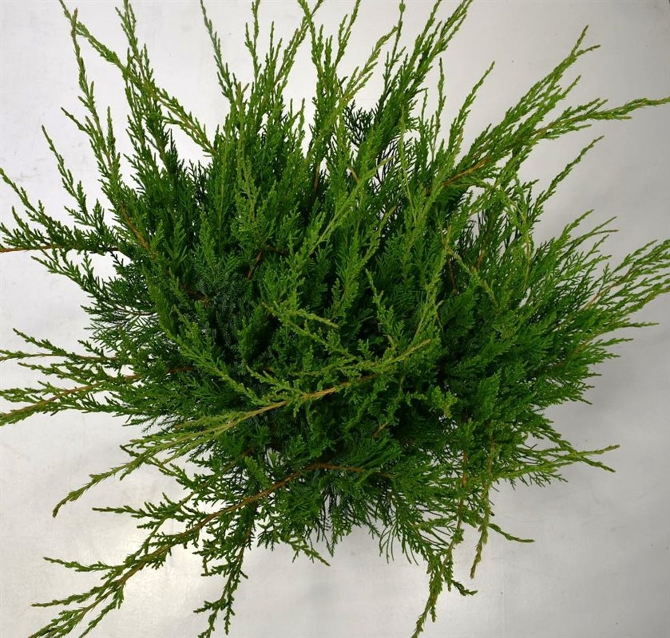 Juniperus pf. 'Mint Julep' - C12 50-60 CM